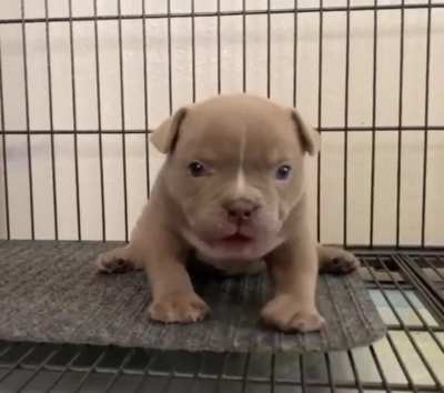 He pronounce. He ready pounce. He only weigh an ounce.