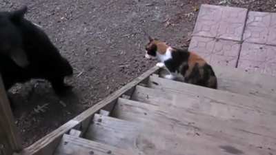 Brave kitty