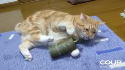 This cat screwed up.
