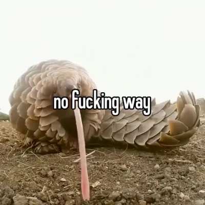 rule