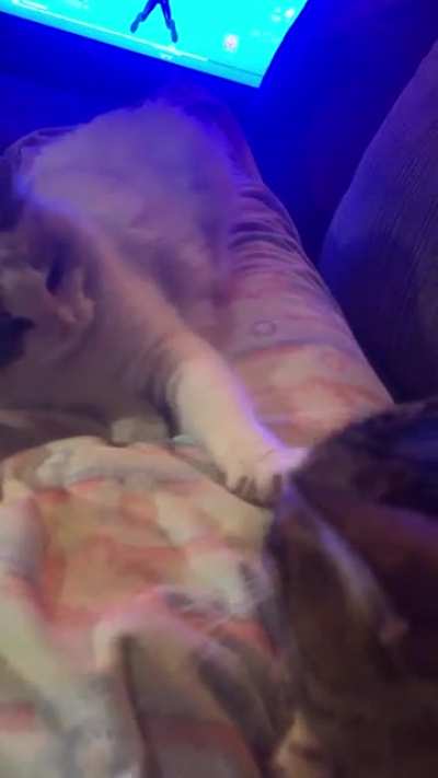 Boop