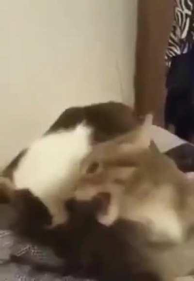 Cat eats another cat