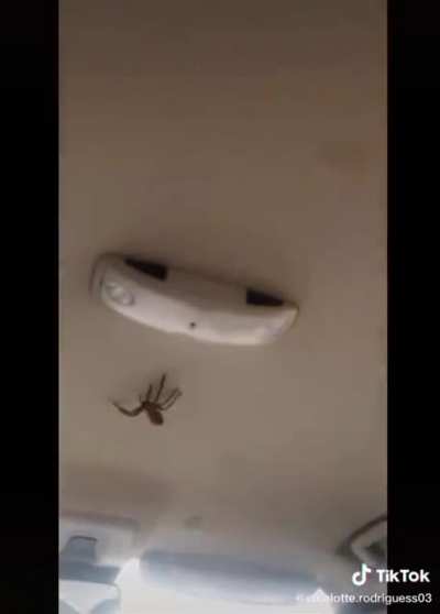 Thanks, I hate spiders while driving.