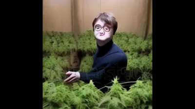 3&Acirc;&deg; camada - Weed Potter