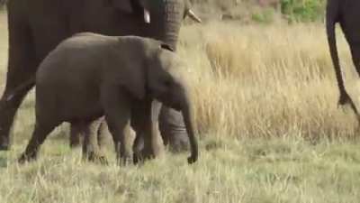 Baby elephant running to the family