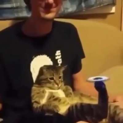 Cat 🐈