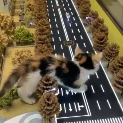 Godzilla Kitty