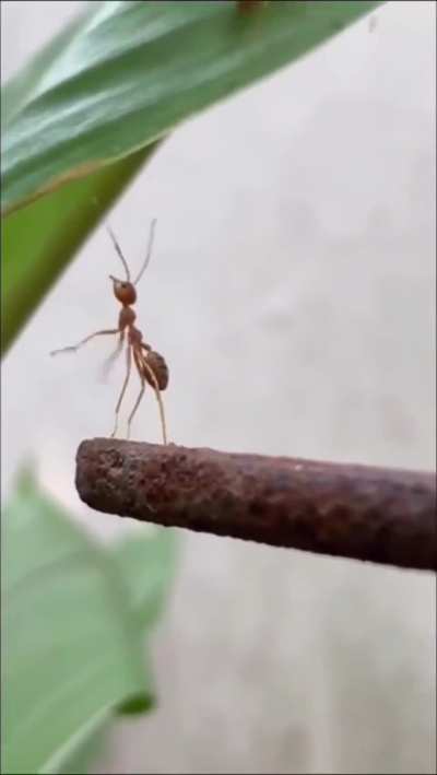 Never felt bad for an ant before