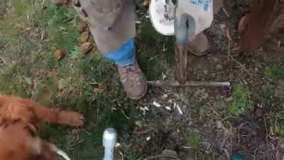 S&amp;amp;S Horseshoeing- no commentary, just satisfying farriery.