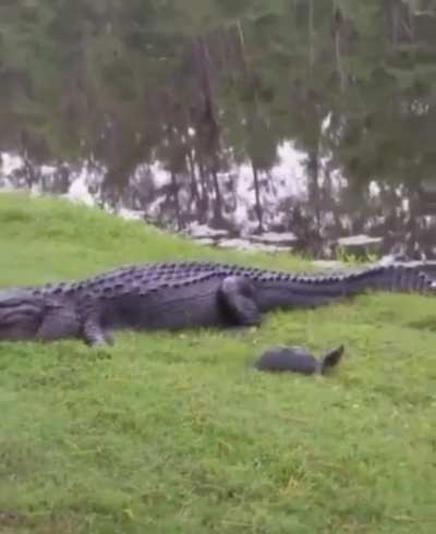 To eat a turtle