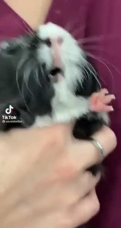 Wunkus screams