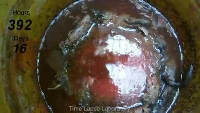 Rotting Watermelon Over ~17 Days Time Lapse