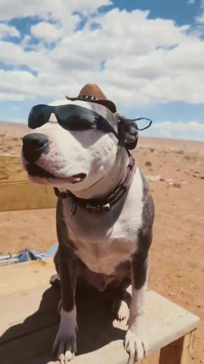 Its Busters 3 year Adopt-aversary, he was 3 weeks from being put down. Now we play on our desert homestead
