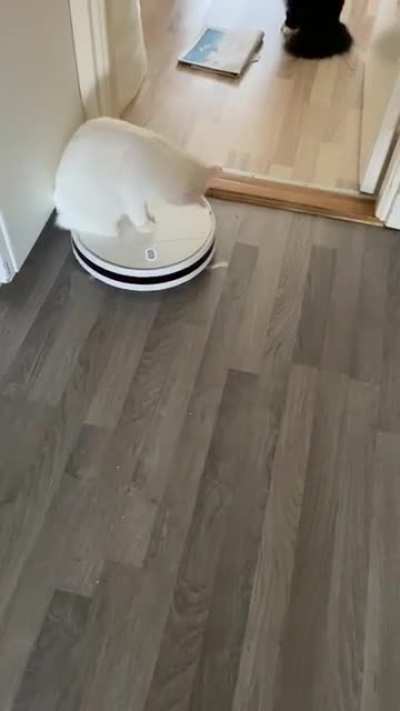 My proudest cat Dad moment 😂😂😂