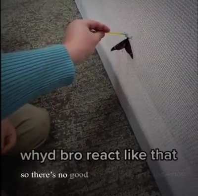 xd
