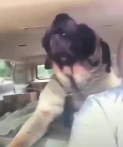 Dog with a deep voice singing along
