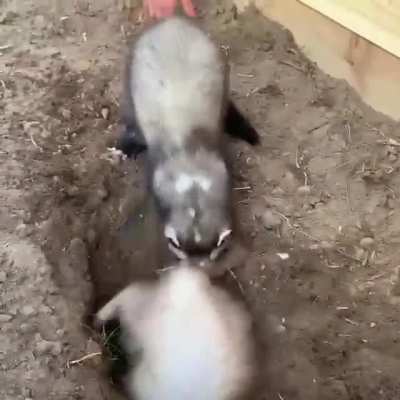 Miso hasn&rsquo;t quite figured out the whole digging thing.. 😆
