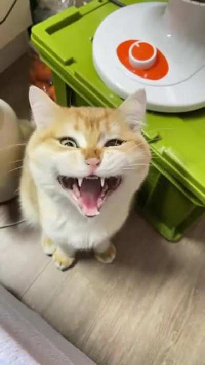 Glitchy Cat
