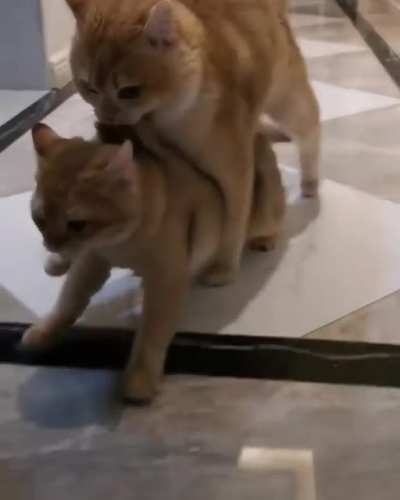 Mom &amp;amp; Big kitten