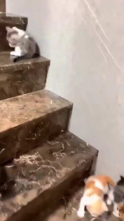 Fuzzy Slinkies