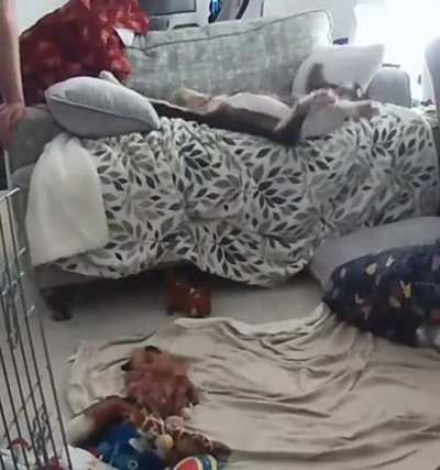 Dog suffers terrible fall. View discretion advised.