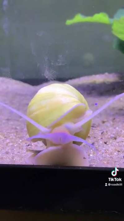 Minecraft, but it&rsquo;s a snail