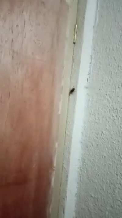 He died :(