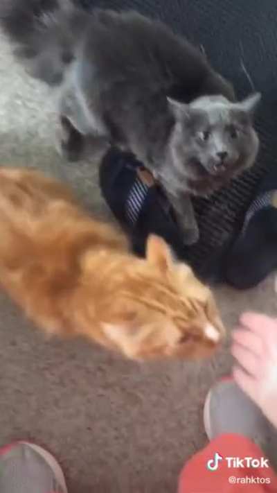 Petting another cat