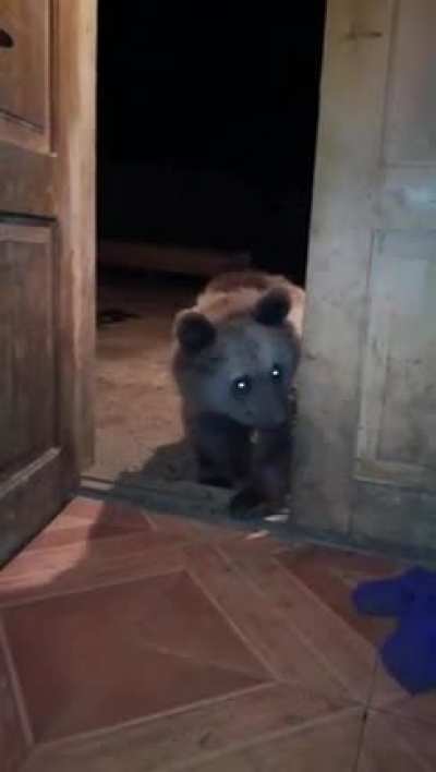 Unexpected Visitor!