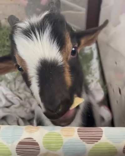 Lunch date with Patrick at Ruby Slipper Goat Rescue 🔈