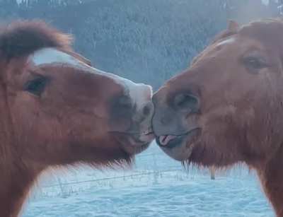 Horses are weird