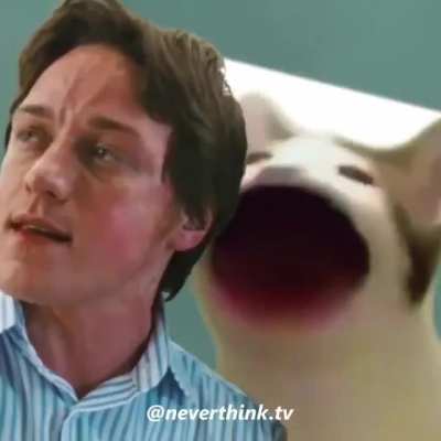 CatFax chat