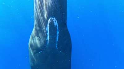 Listen to this sperm whale &ldquo;scan&rdquo; me (OC)