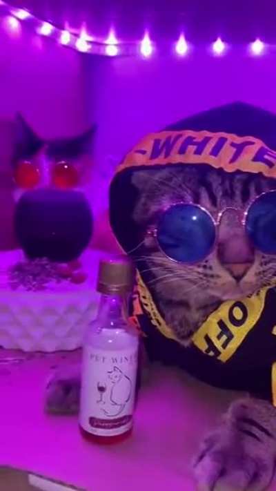 Котаны ин да хаус