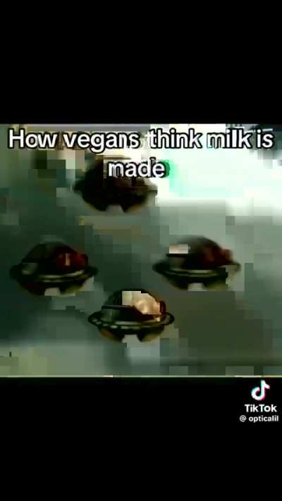 Losercity cows