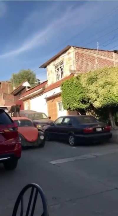Meanwhile in Mexico