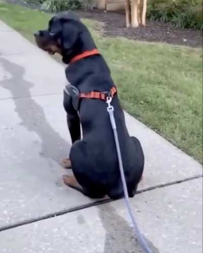 Blake doesn&rsquo;t even notice the leash is on the floor when he looks backwards