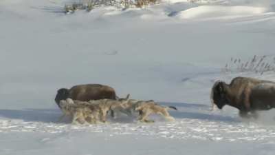 Fuck you, feed the wolves while I escape (credit: Frozen Planet)