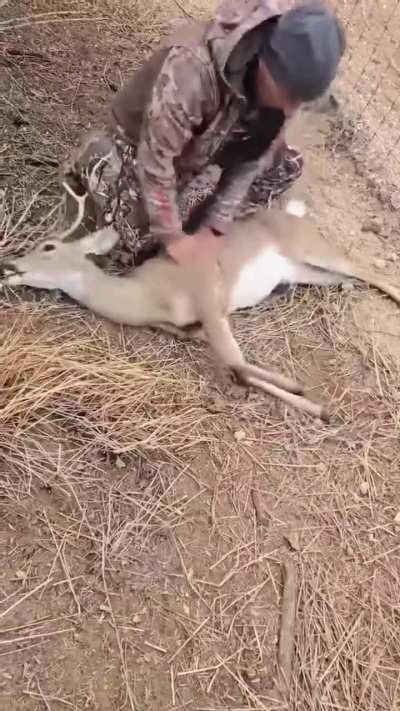 Deranged hunter captures poor deer, sucks the living soul out of its body and jams it into a fence