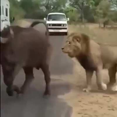 hoofed animals are vulnerable on paved roads