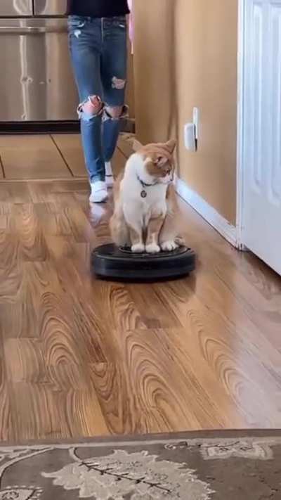 Ginger Like a Boss