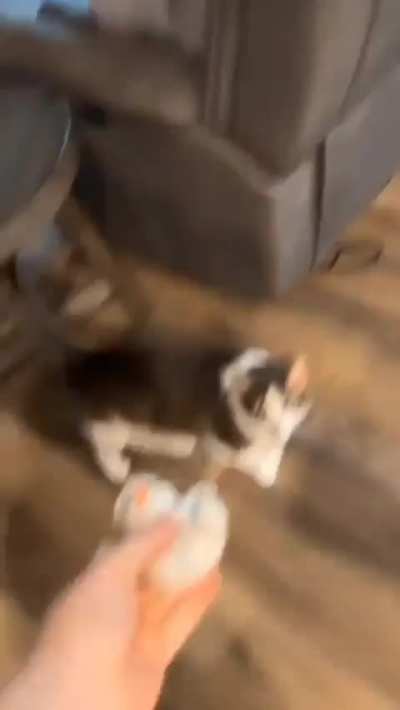 do cats count