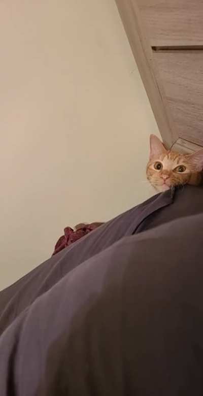Willow is off to the cat dimension