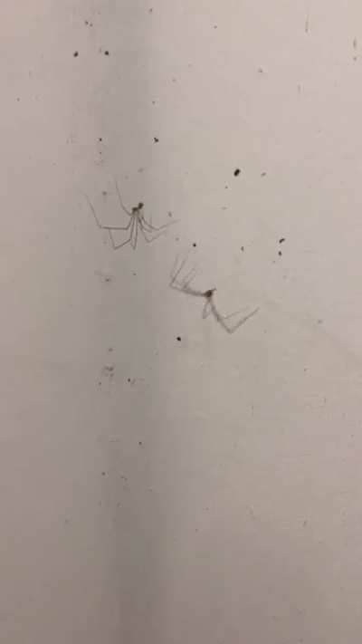 This spider is also be gettin&rsquo; down with it