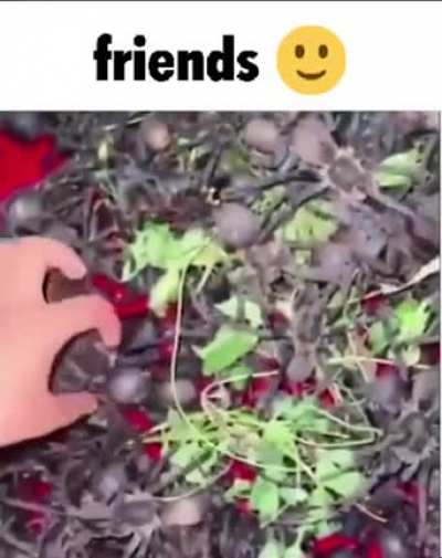 friends🥰