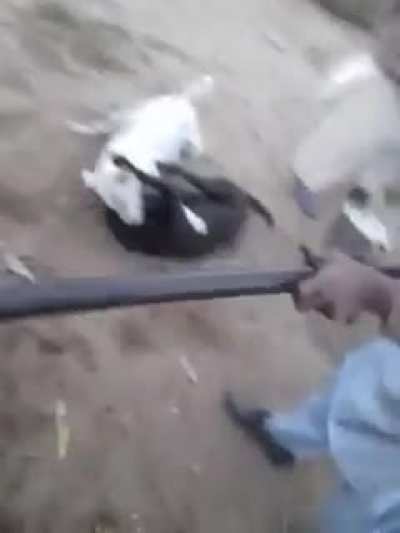 Trying to Stop a Fight Between Canines