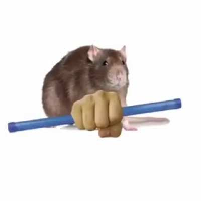 Rat 