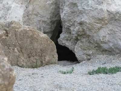 Pallas Cat checks out camera.