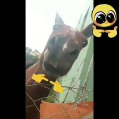 Cavalo 🤠