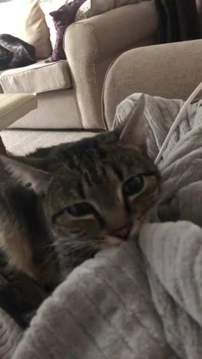 She loves a fluffy blanket (sorry for the robot vacuum sound in the background)